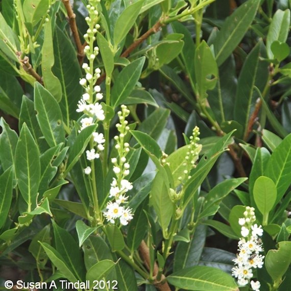 Prunus 'Otto Luyken' - 7.5L Pot