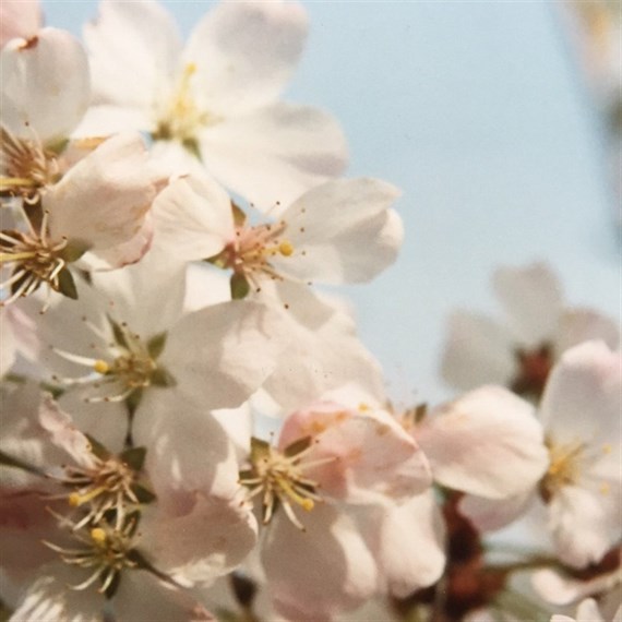 Prunus 'Pandora' Tree