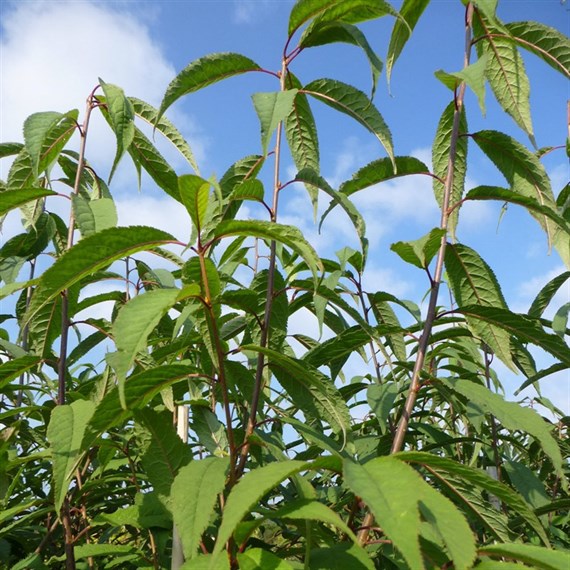 Prunus 'Serrula (Syn. Tibetica)' Tree