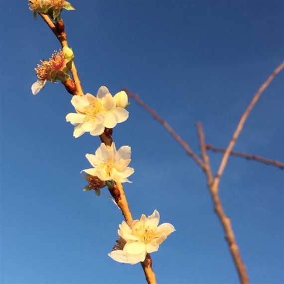 Prunus 'Subhirtella Autumnalis' Tree