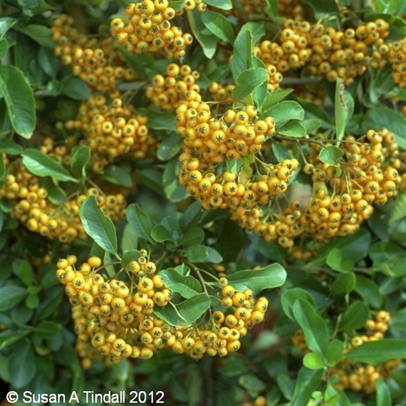 Pyracantha 'Golden Charmer' - 4L Pot