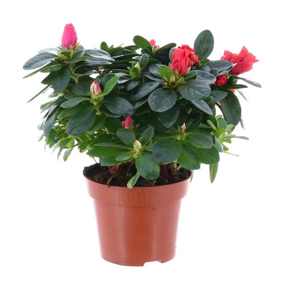 Azalea Red Indoor Houseplant - 12cm Pot