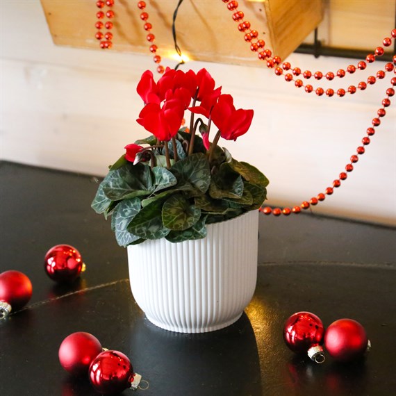 Cyclamen Red Indoor Houseplant - 11cm Pot
