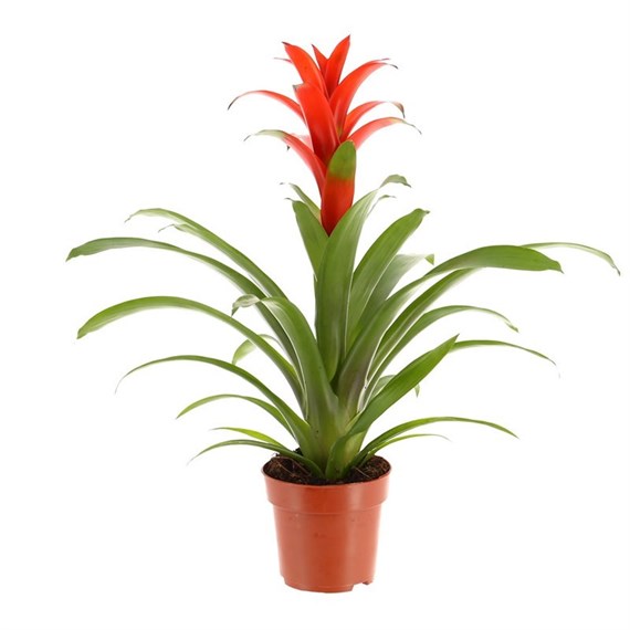 Guzmania Houseplant Red 13cm Pot
