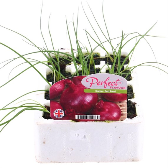 Red Onion Red Pearl 12 Pack Boxed Vegetables