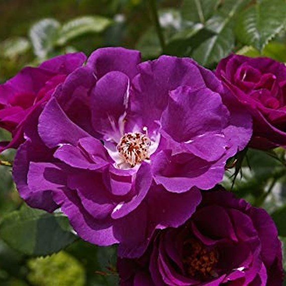 Rhapsody in Blue Floribunda Rose Bush 4L Pot