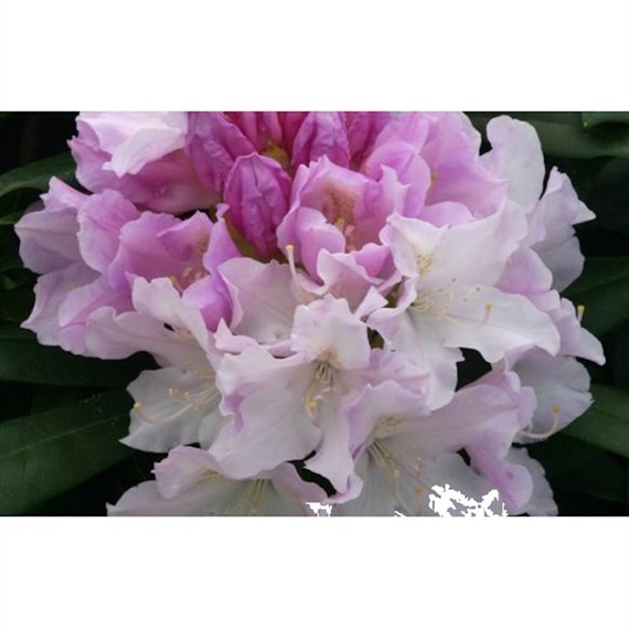Rhododendron Hoppy 3L Yaks