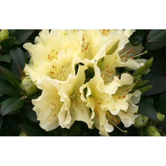 Rhododendron Patty Bee 3L Alpine Dwarf