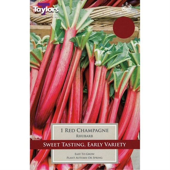 Taylors Bulbs Rhubarb Red Champagne (Single Pack) (SVEG17C)