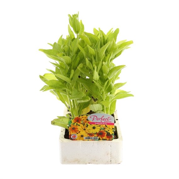 Rudbeckia Becky 6 Pack Boxed Bedding