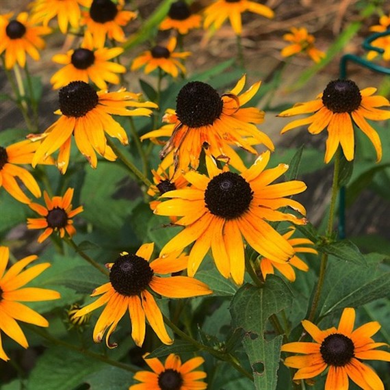 Rudbeckia Prairie Glow Perennial Plant 9cm - Set of 3
