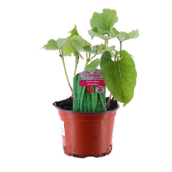 Runner Bean Streamline 10.5cm Pot Vegetable