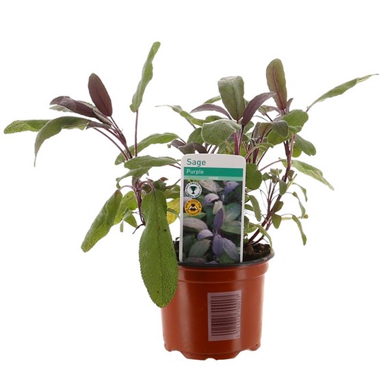 Sage Purpurea 10.5cm Pot Bedding 