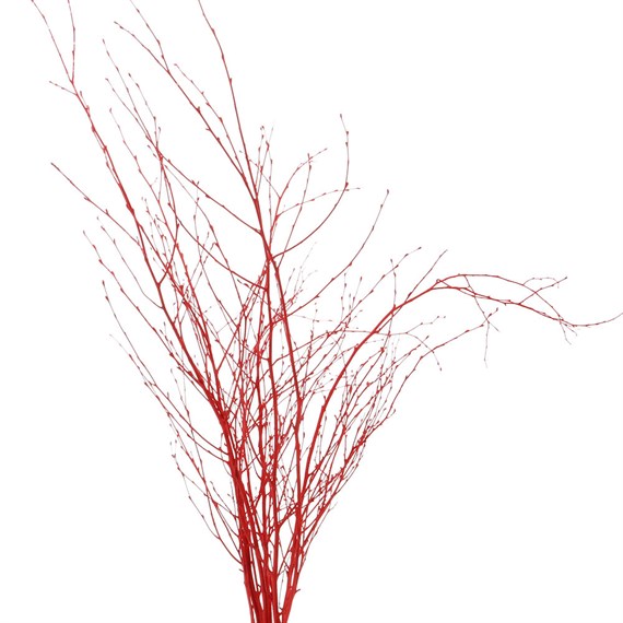 Salix Twigs Sprayed (x5 Individual Stems) - Red