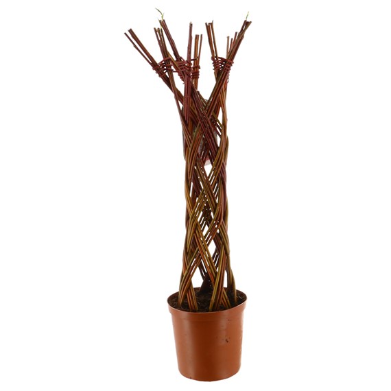 Salix - Woven Willow - 2L Pot