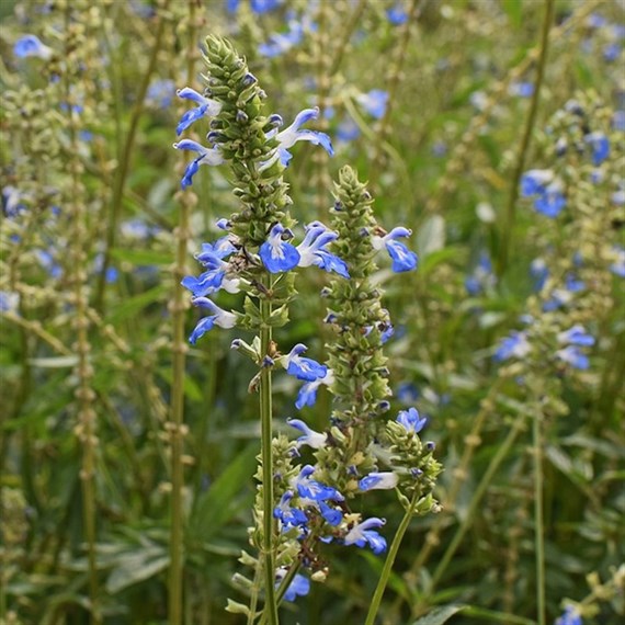 Salvia African Skies Perennial Plant 9cm - Set of 3