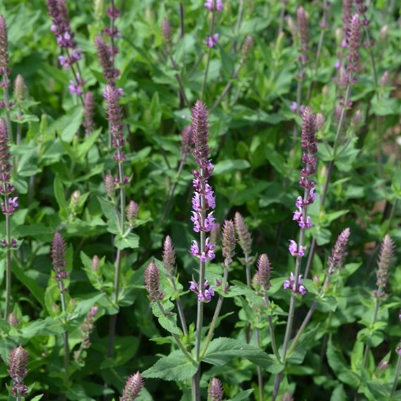 Salvia Amethyst Lips Perennial Plant 2L Pot - Set of 3