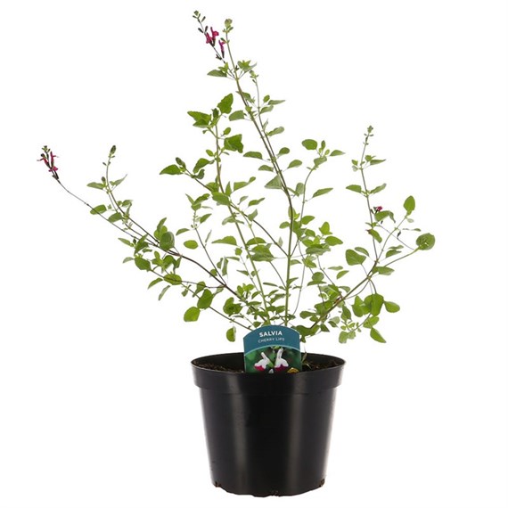 Salvia Cherry Lips 3L Pot Bedding
