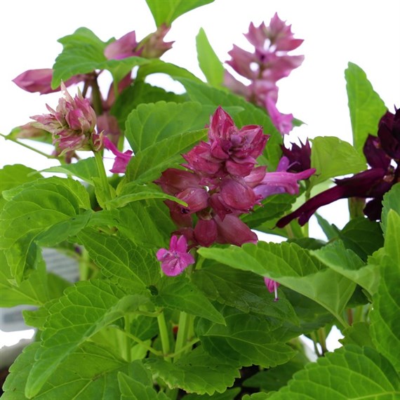 Salvia F1 Salsa Mixed 6 Pack Boxed Bedding