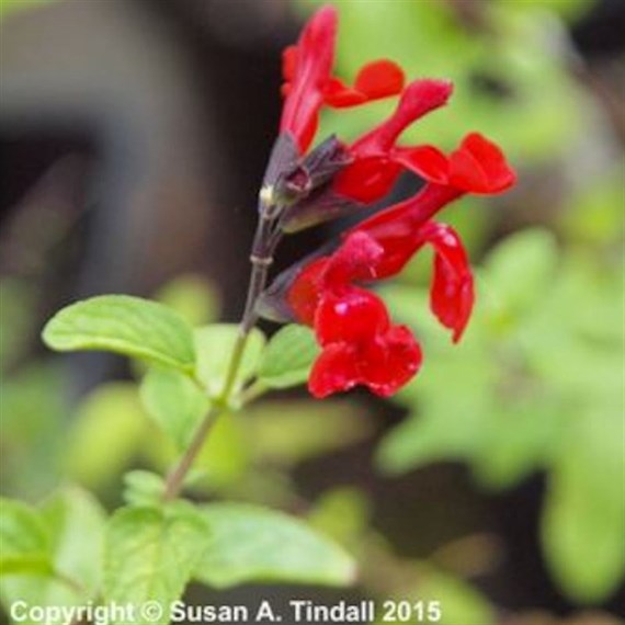Salvia Greggii Royal Bumble Perennial Plant 9cm - Set of 3