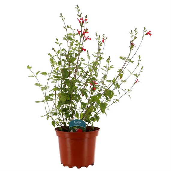 Salvia Hot Lips 3L Pot Bedding