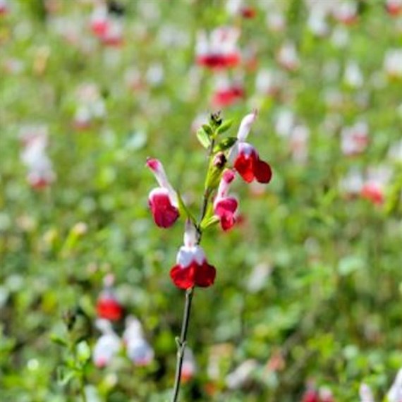 Salvia Hot Lips Perennial Plant 9cm - Set of 3