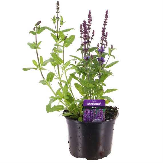 Salvia Merlue Blue 13cm Pot Bedding