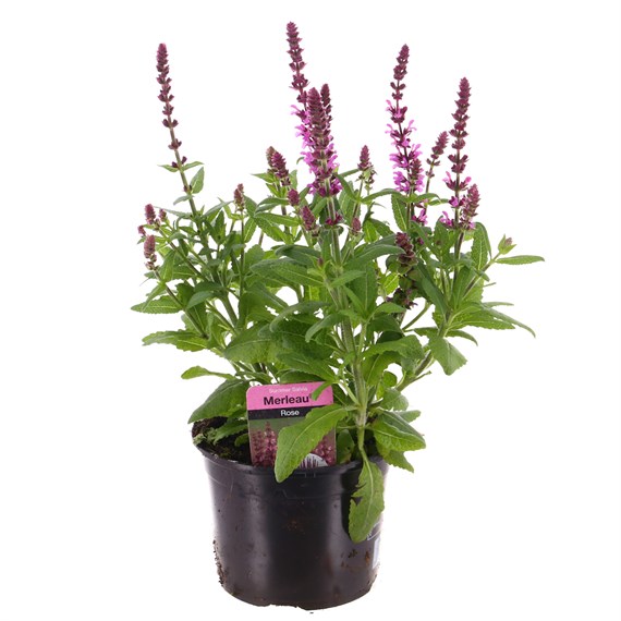 Salvia Merlue Rose 13cm Pot Bedding
