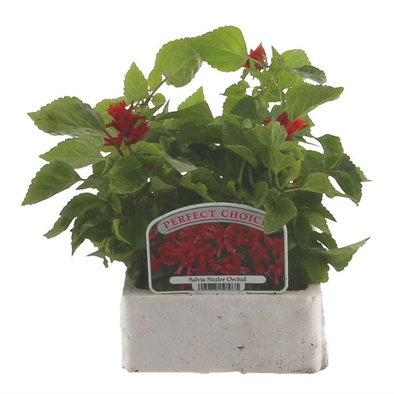 Salvia Sizzler Orchid 6 Pack Boxed Bedding