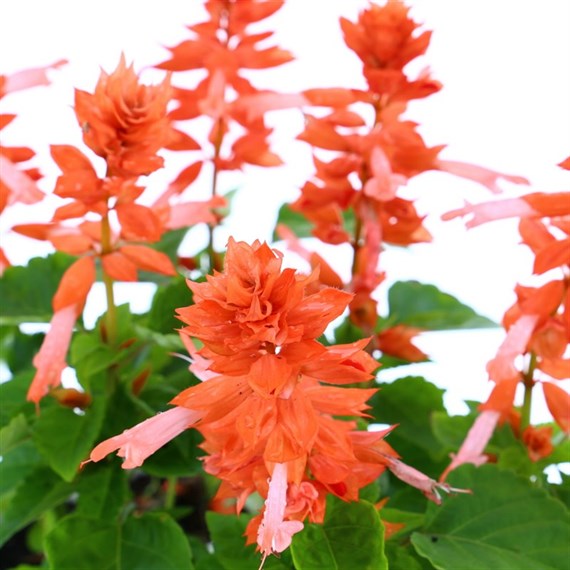 Salvia Sizzler Salmon 6 Pack Boxed Bedding