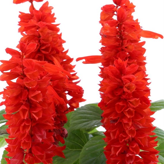 Salvia Splendens 8 Pack Boxed Bedding