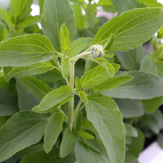 Salvia Strata 6 Pack Boxed Bedding