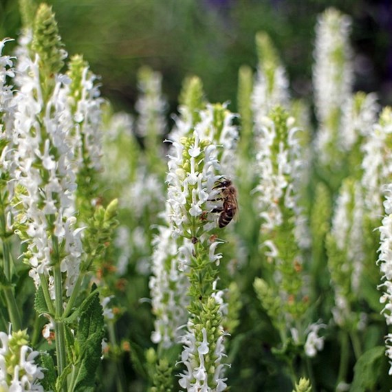 Salvia Syl Schneehugel Perennial Plant 9cm Pot - Set of 3