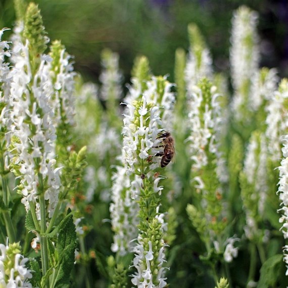 Salvia Syl Schneehugel Perennial Plant 2L Pot - Set of 3