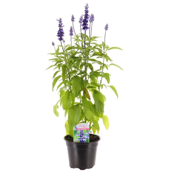Salvia Victoria Blue 13cm Pot Bedding