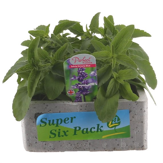 Salvia Victoria Jumbo 6 Pack Boxed Bedding