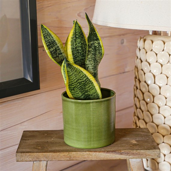 Sansevieria Trifa Laurentii Houseplant - 17cm Pot