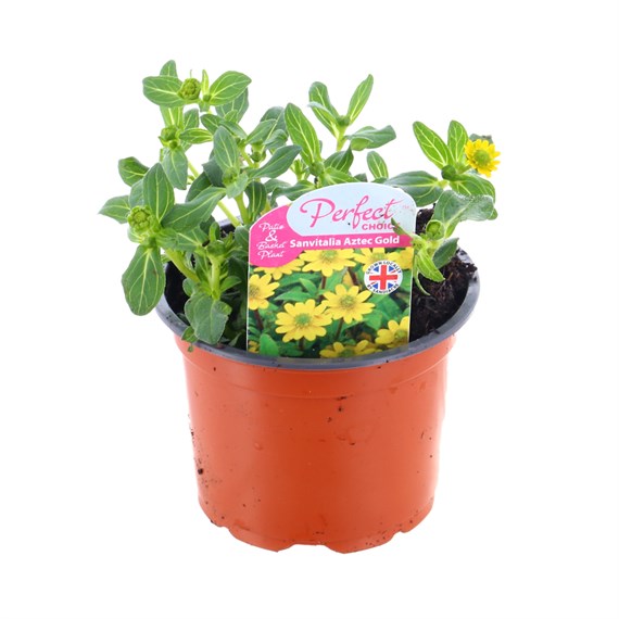 Sanvitalia Aztech Gold 10.5cm Pot Bedding