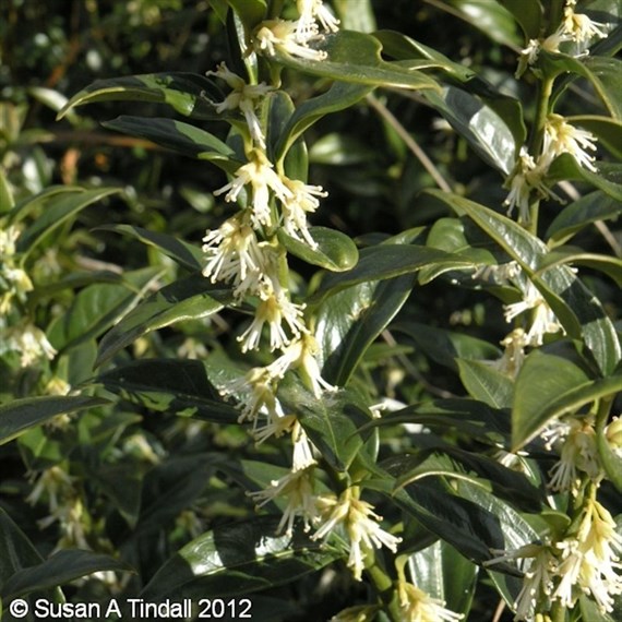 Sarcococca Confusa - 3L Pot