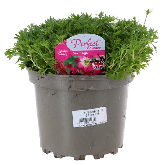 Saxifraga Mixed 2L Pot Bedding