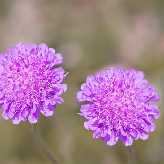 Scabiosa incisa Kudo Pink Perennial Plant 9cm Pot - Set of 3