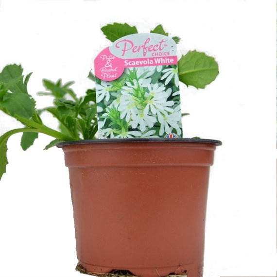 Scaevola White 10.5cm Pot Bedding