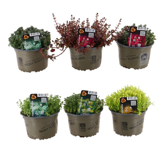 Sedum Mix - 3 x 14cm Pot