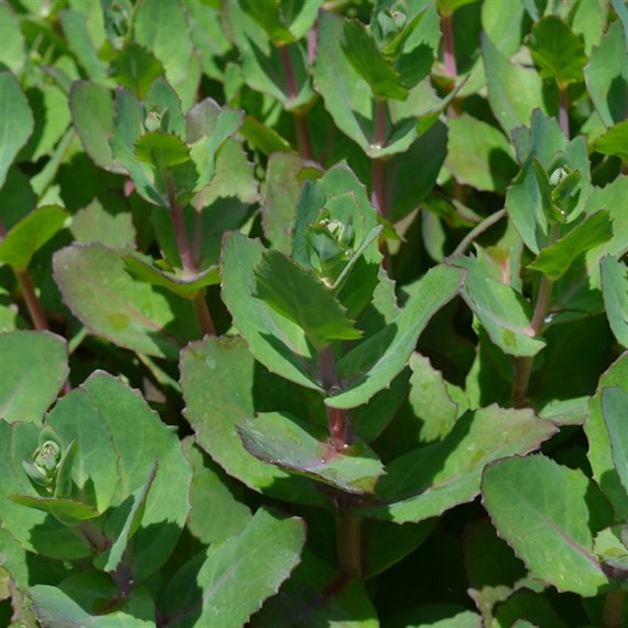 Sedum Tel Matrona Perennial Plant 9cm Pot - Set of 3