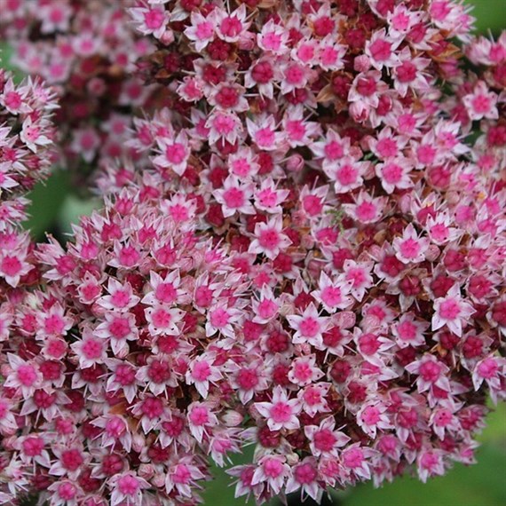 Sedum Vera Jameson Perennial Plant 9cm Pot - Set of 3