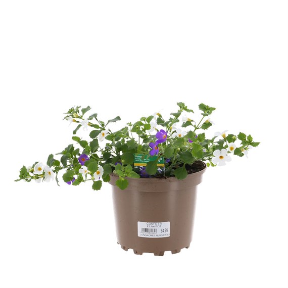Setura Baristo Giga Mixed Trio 2L Pot Bedding