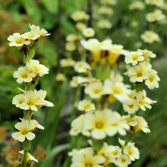 Sisyrinchium Striatum Perennial Plant 9cm Pot - Set of 3