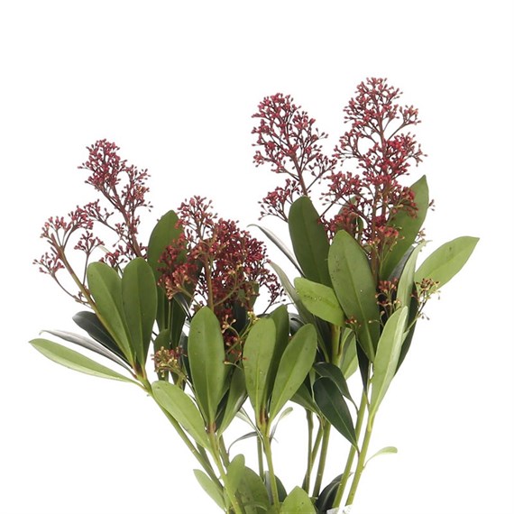 Skimmia (x 3 Individual Stems) - Red