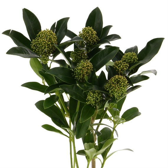 Skimmia (x3 Individual Stems) - Green