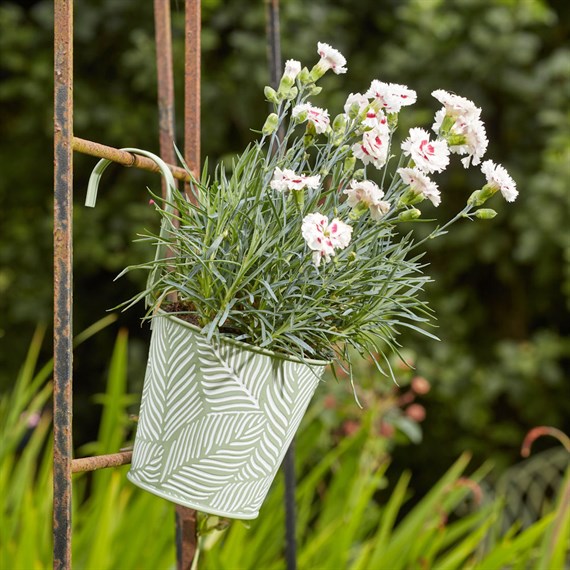 Smart Garden 6Inch Fence & Balcony Hanging Pot Fern Sage (6030365)